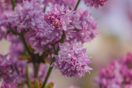 欧洲丁香：春季最美的紫色花卉