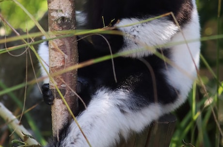 会说话的胡安：一个熊猫模拟器带你重回动物的视角