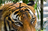 老虎团：坚决维护中国野生动物保护
